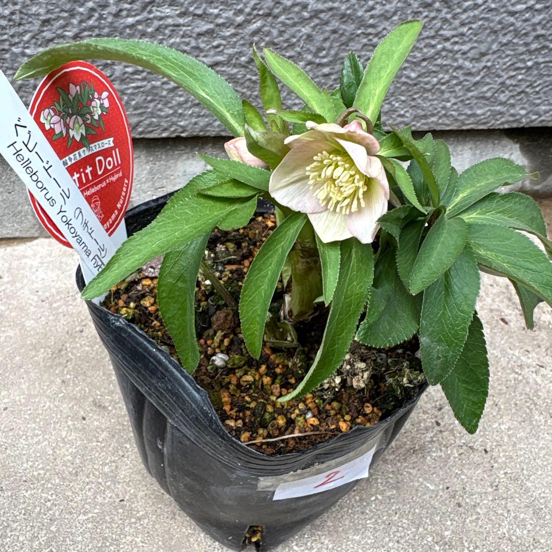 横山園芸　クリスマスローズ　ベビードール　　プチドール　ポットごと