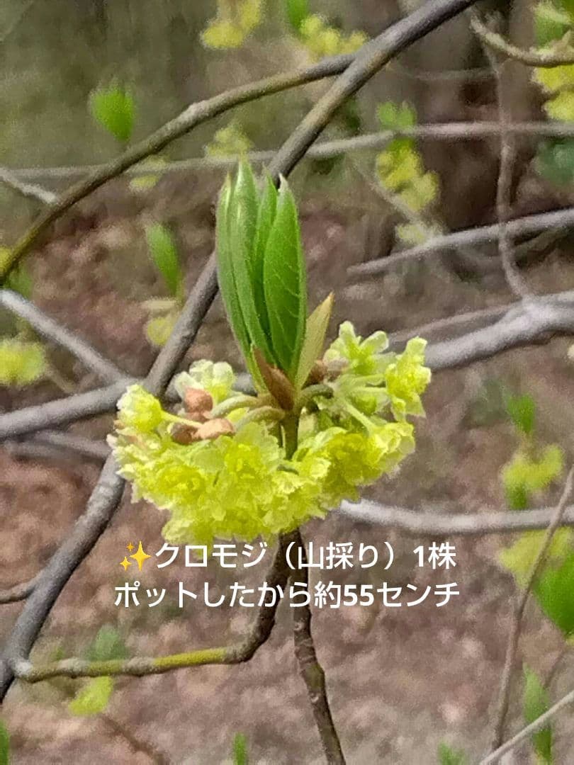 ✨️クロモジ（山採り）ポットしたから約55センチ - メルカリ