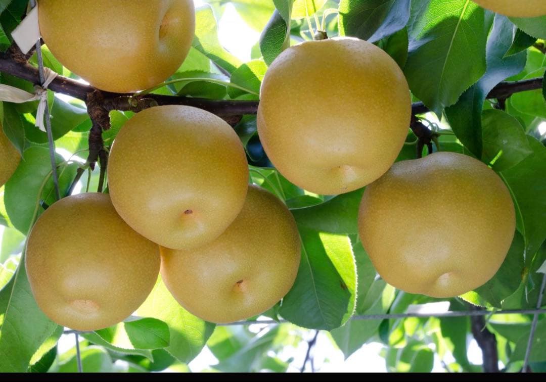 梨　豊水　成木