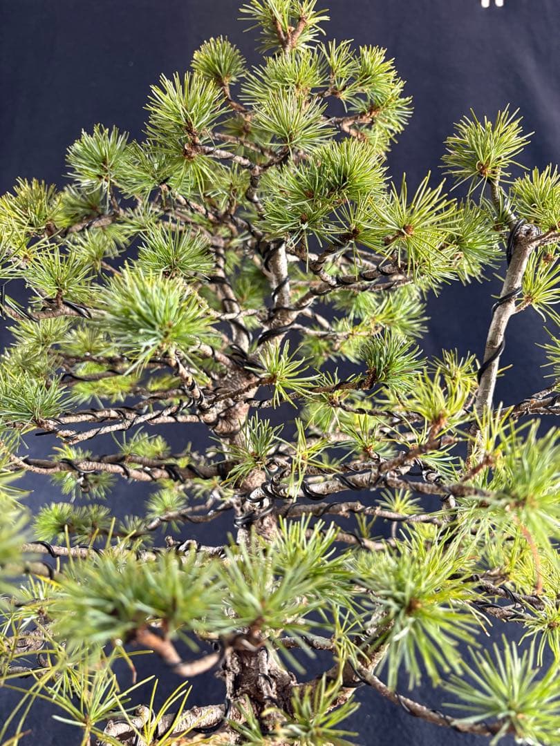 中品盆栽、赤石五葉松、双幹作り 目立った傷や汚れなし