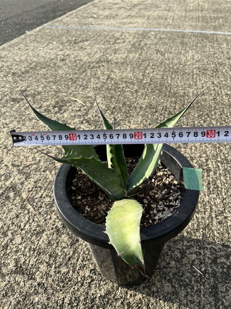 アガベ フェロックス・グリーンゴブレット 子株 - メルカリ