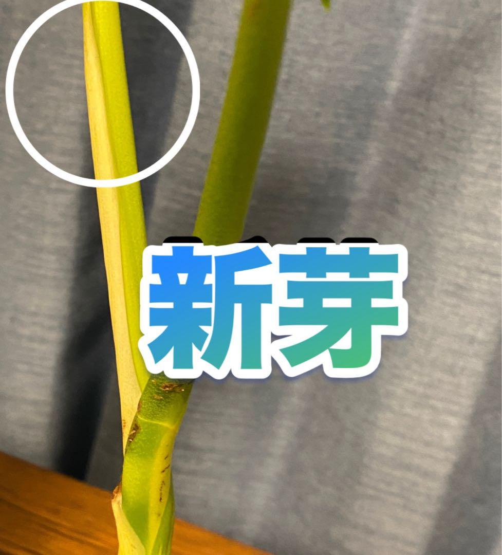 新芽・成長点有り／セブブルーミント／イエローマリリン モンステラ 班