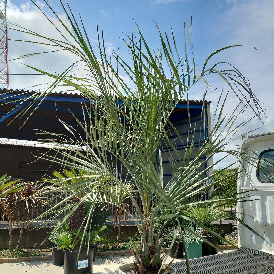 ココスヤシ《H＝約1.55m・8号》177