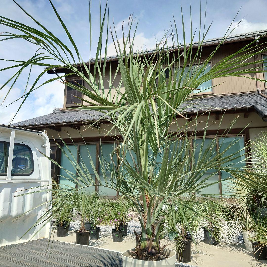 ココスヤシ《H＝約1.55m・8号》177