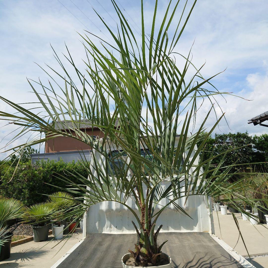 ココスヤシ《H＝約1.55m・8号》177