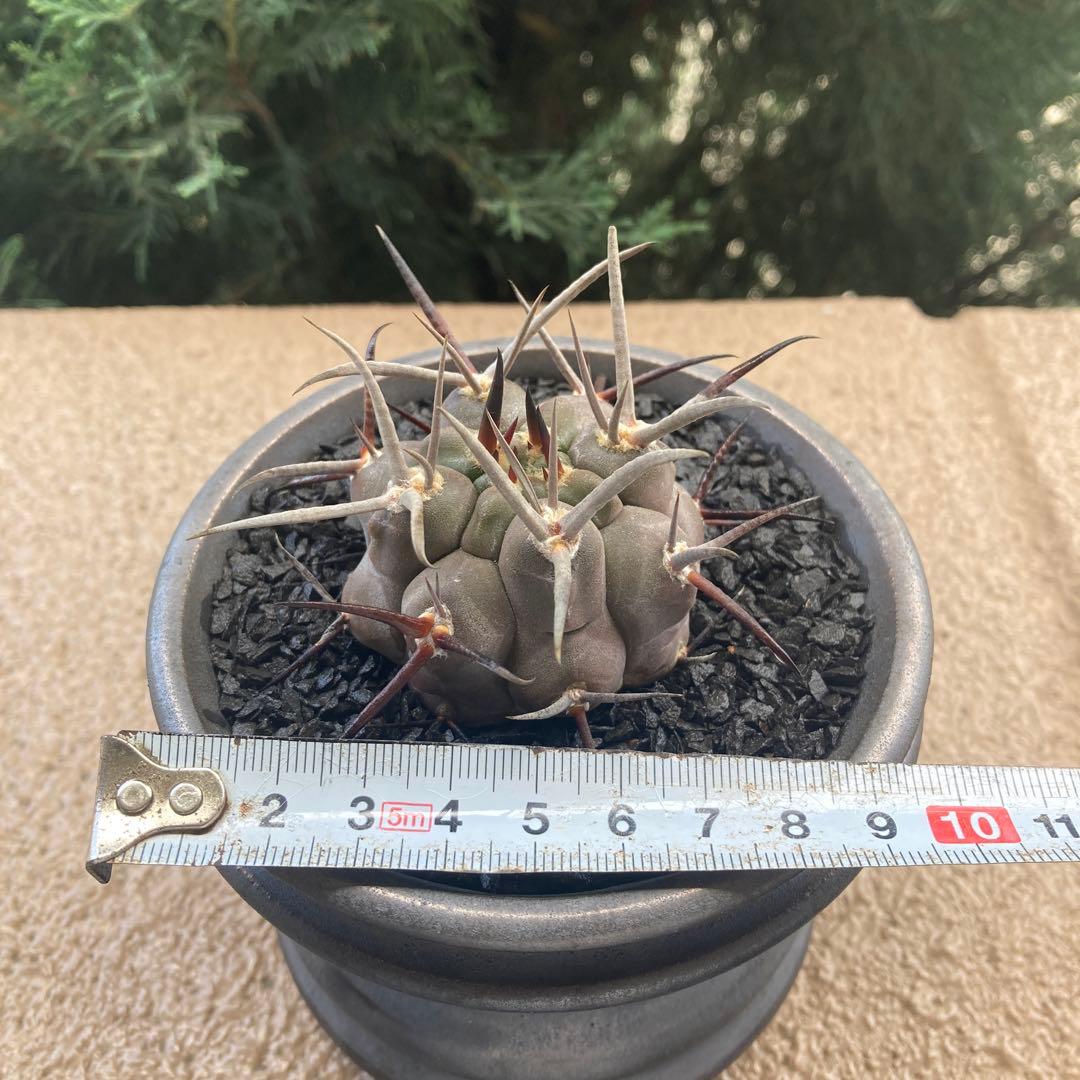 守金魔天竜 - メルカリ