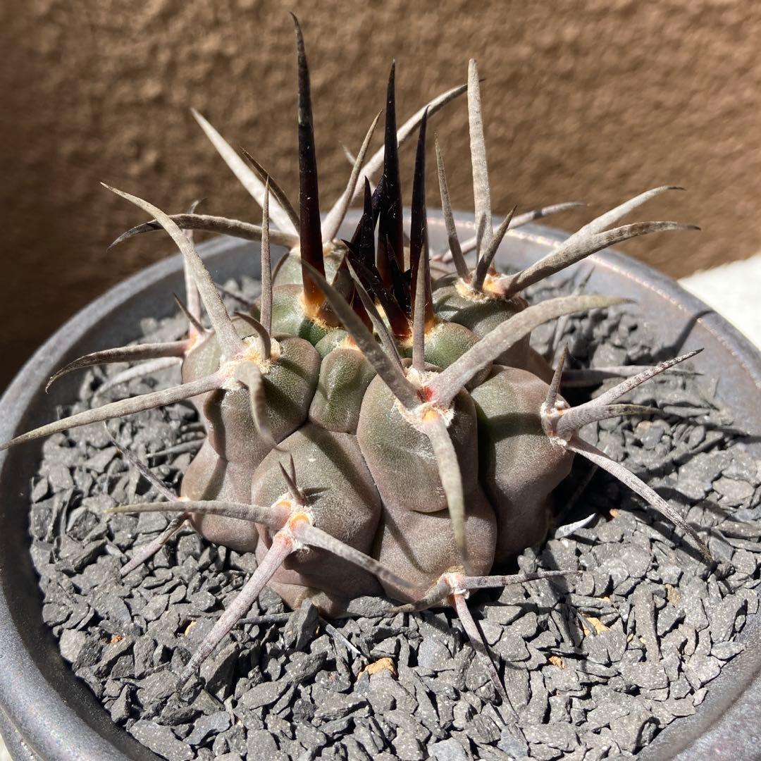 守金魔天竜 - メルカリ