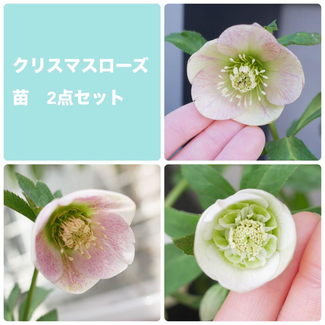 クリスマスローズ 苗 大和園 フレックルキス パステリッシュストレイン