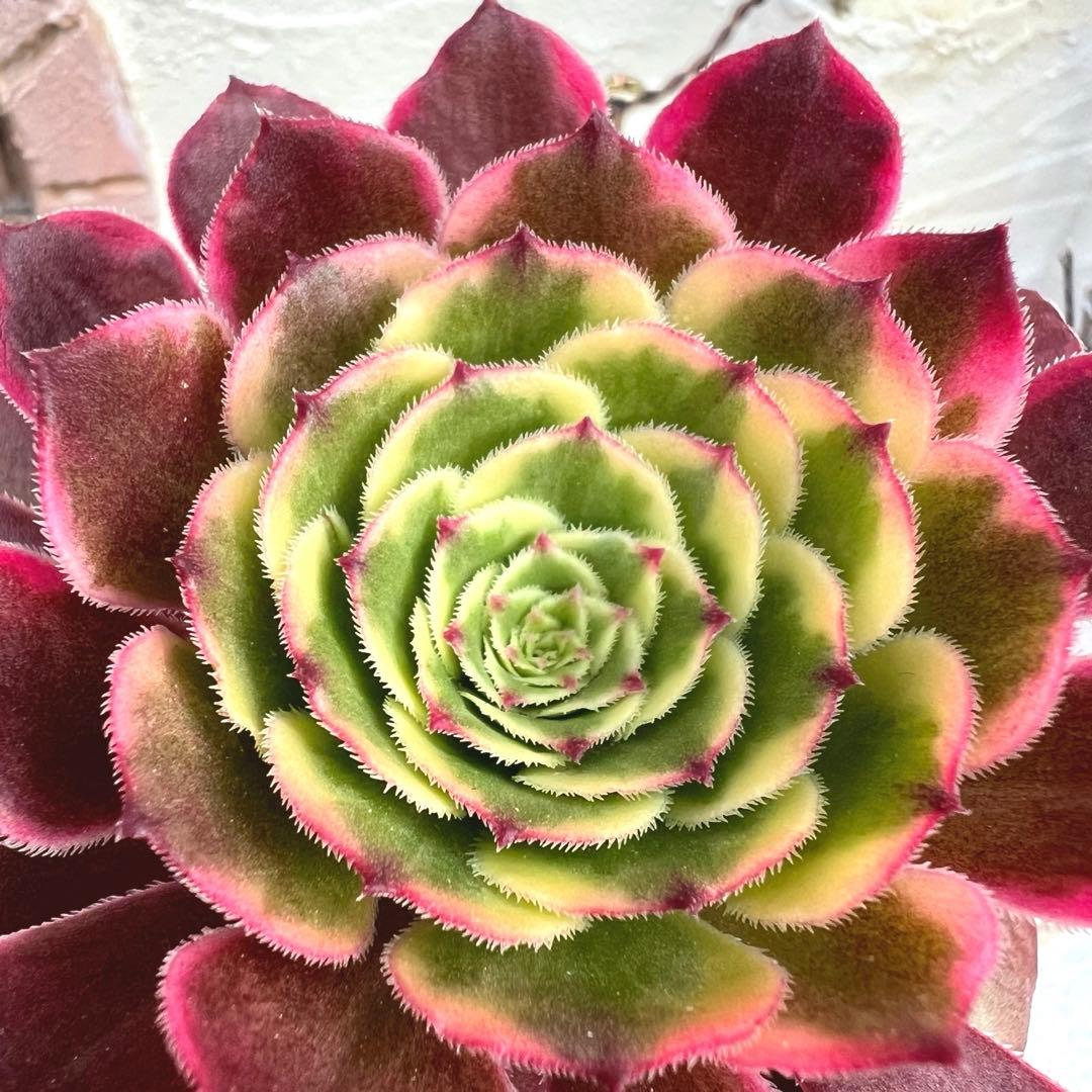 黒金剛錦 アエオニウム 抜き苗 - メルカリ