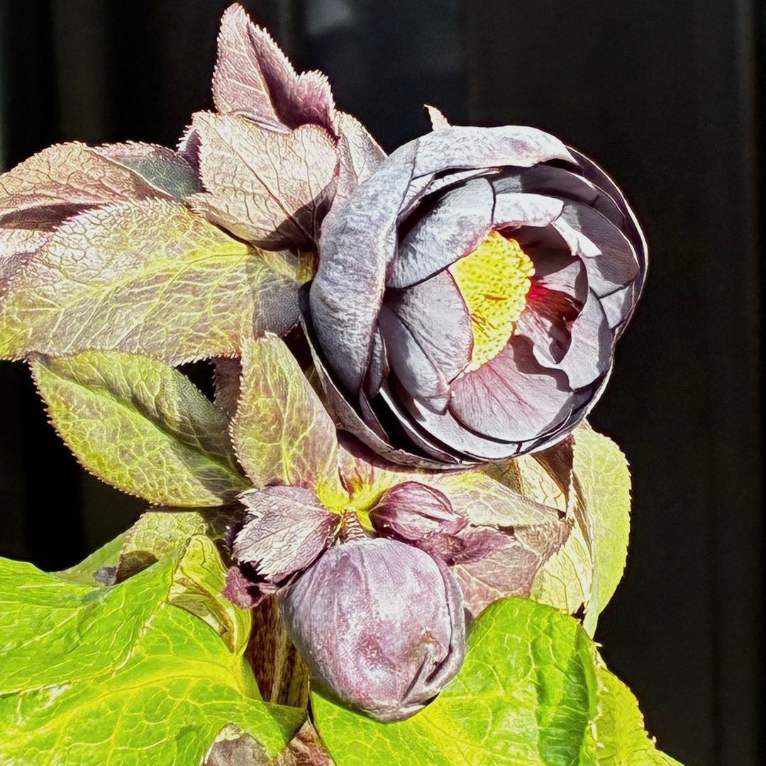 か*ん様 3453☘️限定1株☘️未株分け☘️花付き☘️⭐️コロコロ手毬咲⭐️小