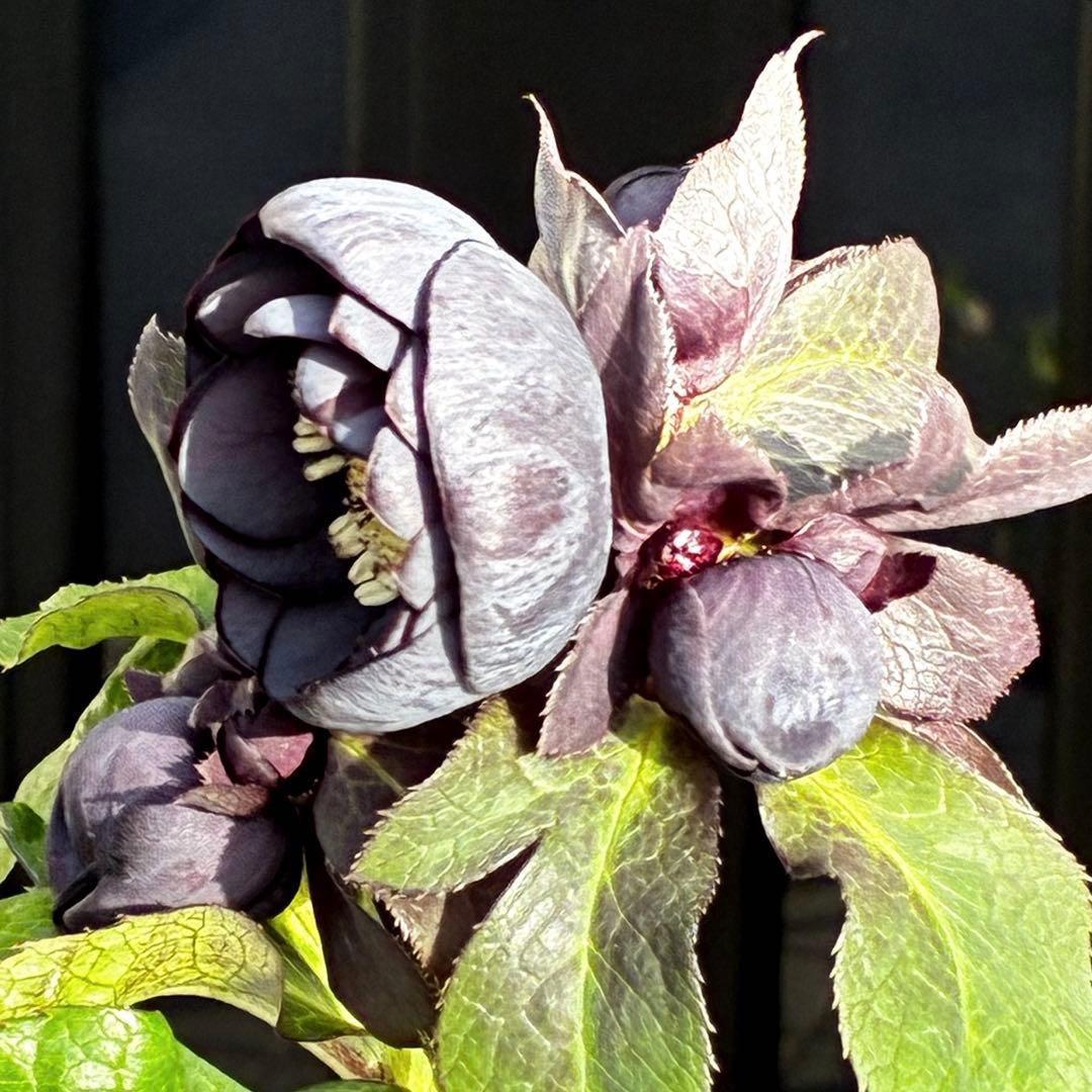 か*ん様 3453☘️限定1株☘️未株分け☘️花付き☘️⭐️コロコロ手毬咲⭐️小