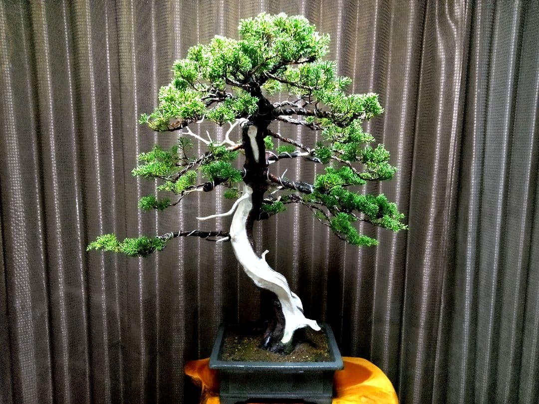 【大品　糸魚川真柏盆栽】　　　　　⭕ふく様、専用❗