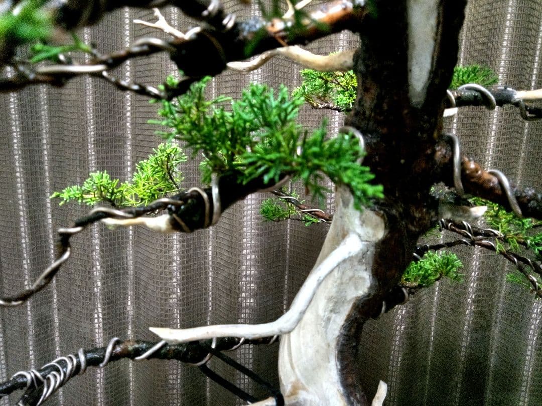 【大品　糸魚川真柏盆栽】　　　　　⭕ふく様、専用❗