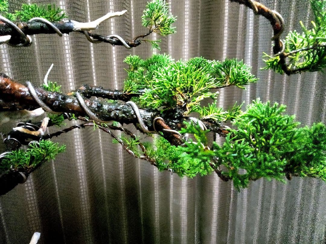 【大品　糸魚川真柏盆栽】　　　　　⭕ふく様、専用❗