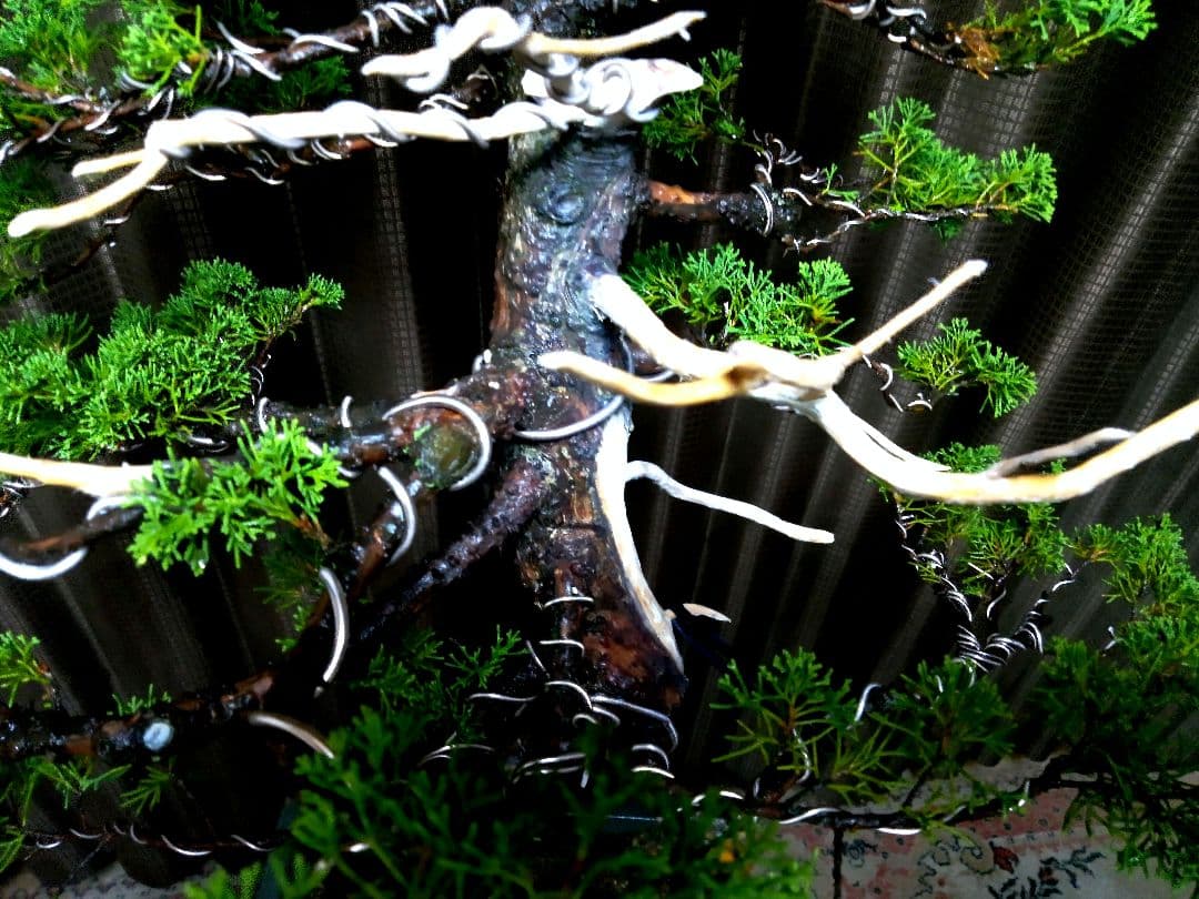 【大品　糸魚川真柏盆栽】　　　　　⭕ふく様、専用❗