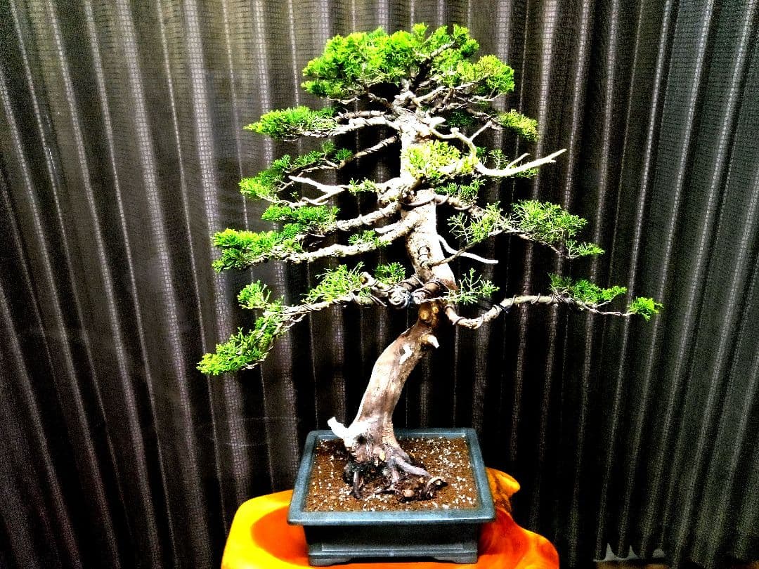 【大品　糸魚川真柏盆栽】　　　　　⭕ふく様、専用❗