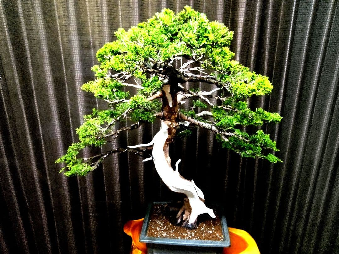 【大品　糸魚川真柏盆栽】　　　　　⭕ふく様、専用❗