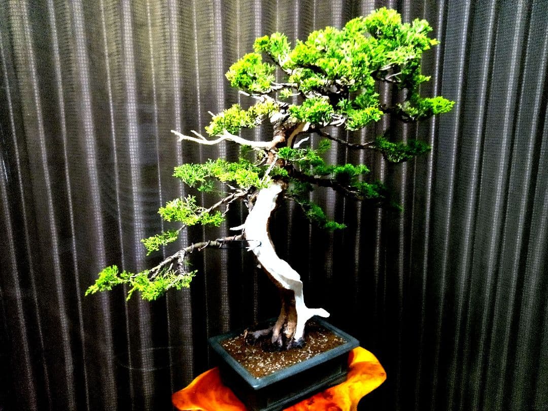 【大品　糸魚川真柏盆栽】　　　　　⭕ふく様、専用❗