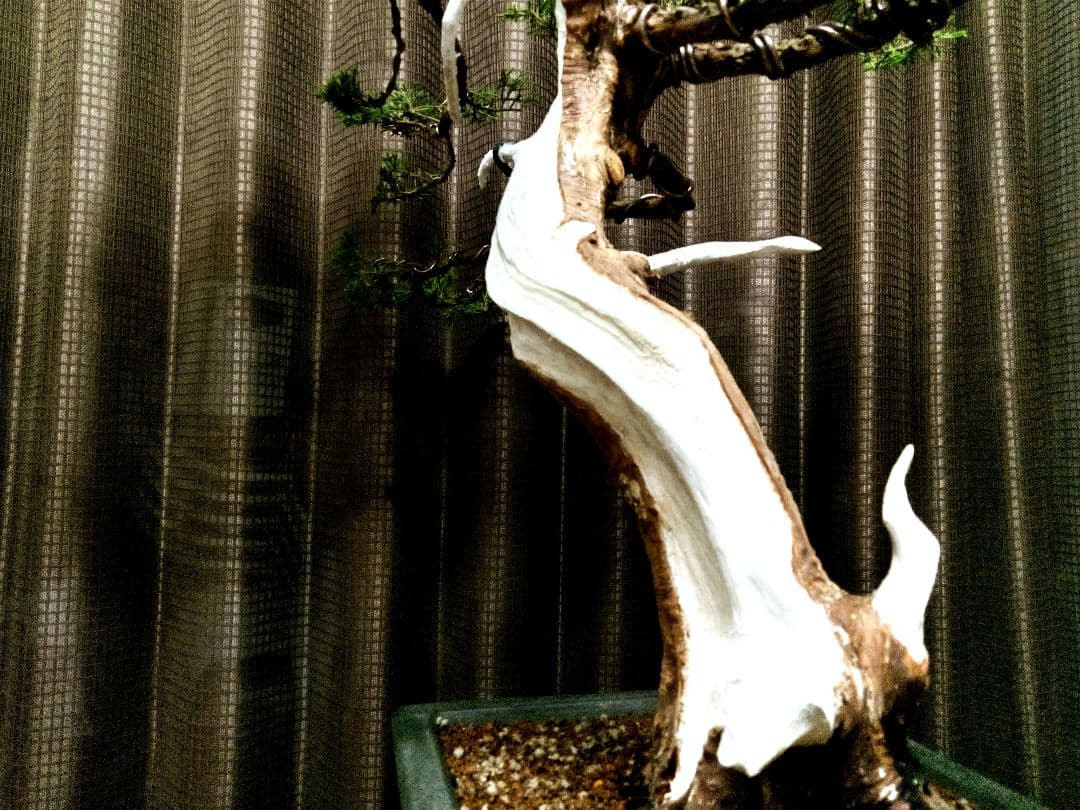 【大品　糸魚川真柏盆栽】　　　　　⭕ふく様、専用❗