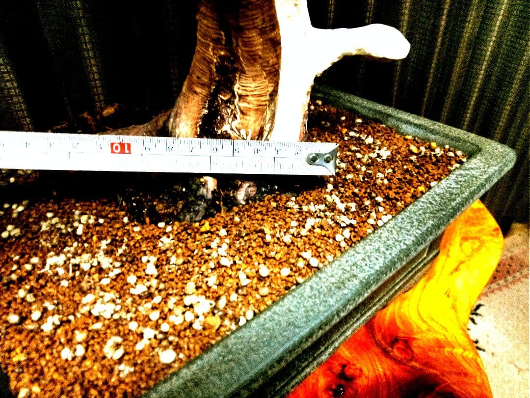 【大品　糸魚川真柏盆栽】　　　　　⭕ふく様、専用❗