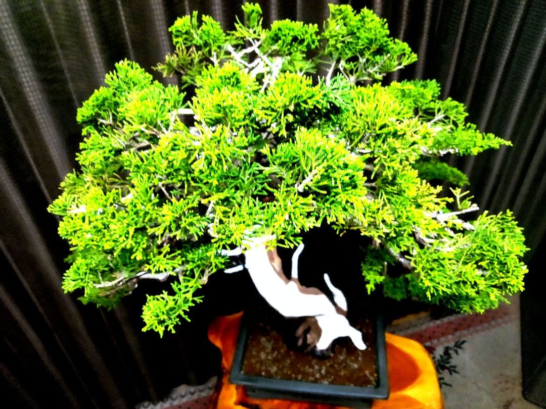 【大品　糸魚川真柏盆栽】　　　　　⭕ふく様、専用❗