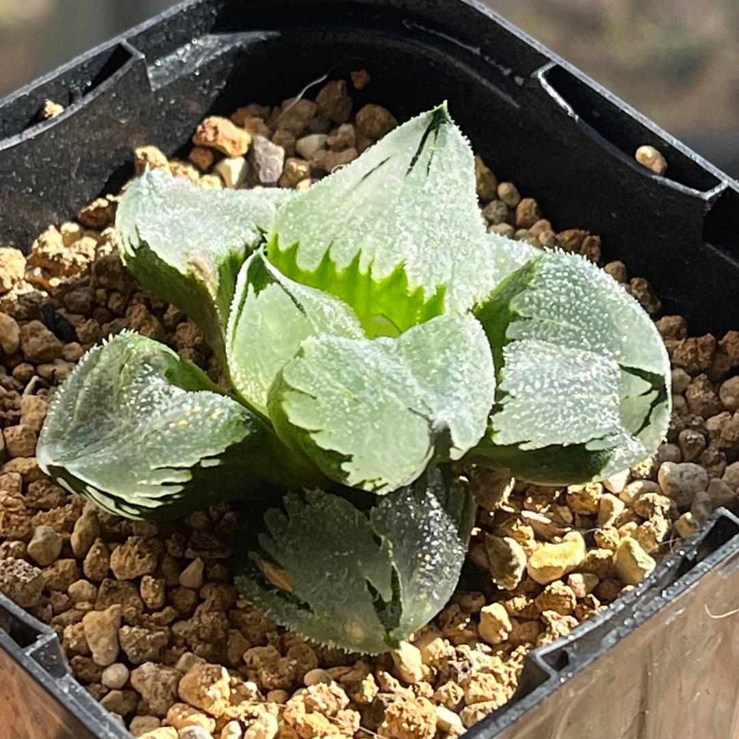 アロエ ラモシシマ 特大株 珍奇植物 塊根植物 コーデックス 多肉植物