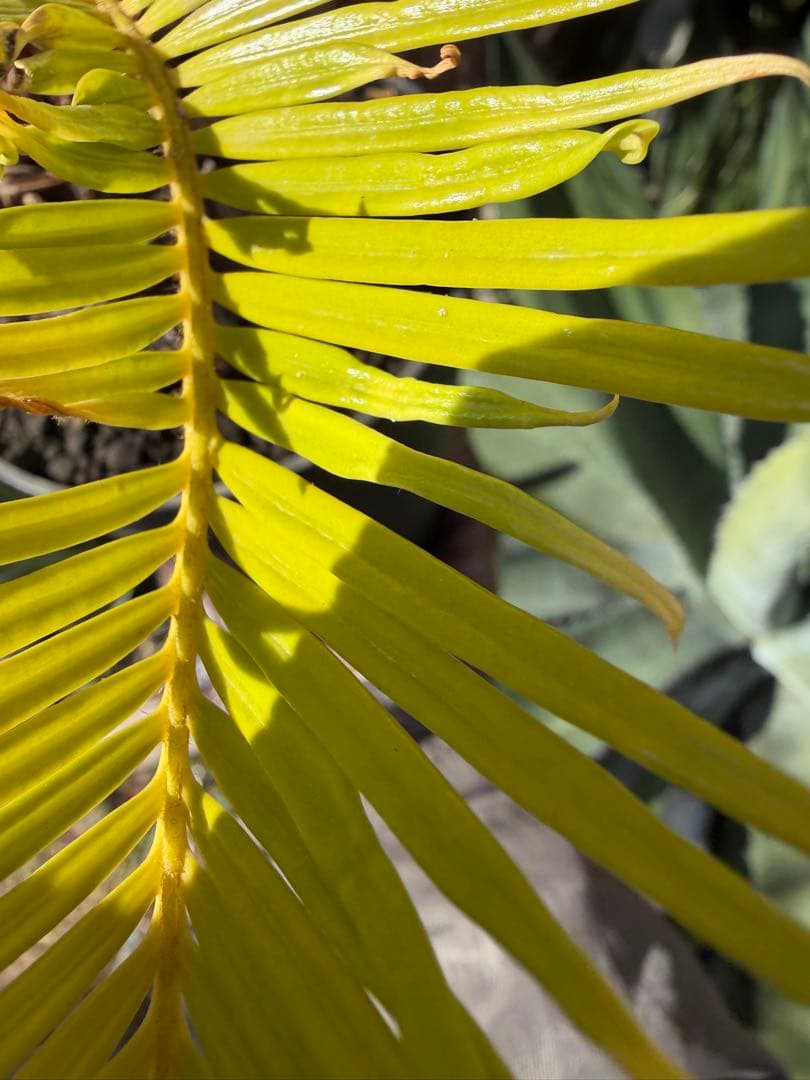 耐寒性強！斑入りソテツ◇錦ドライガーデン黄金 アガベ ユッカ アロエ