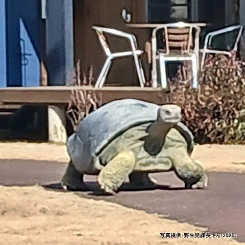 置物 縁起物 動物 ペット ガジェット BESS 亀 - メルカリ