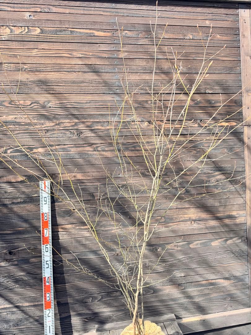 クロモジ/大株立ち《山採り/天然株》【現品発送】管理70962