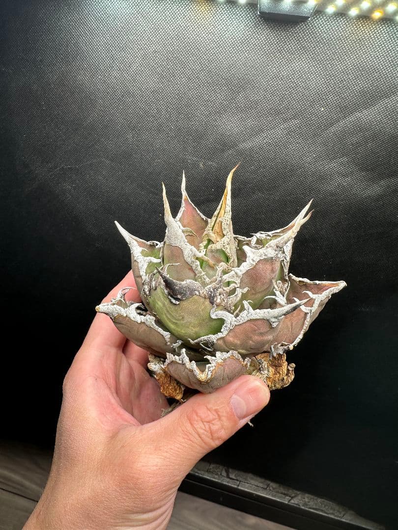 【アガベ_オアハカ】現地球 強棘 _1