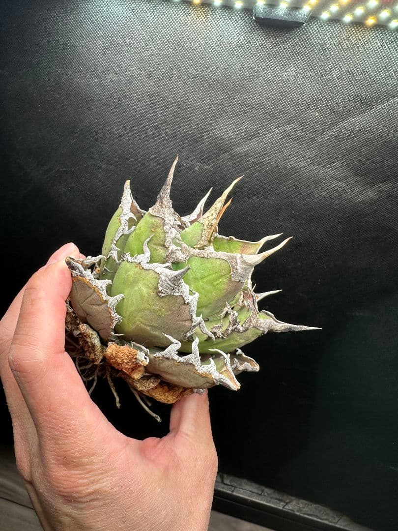 【アガベ_オアハカ】現地球 強棘 _1