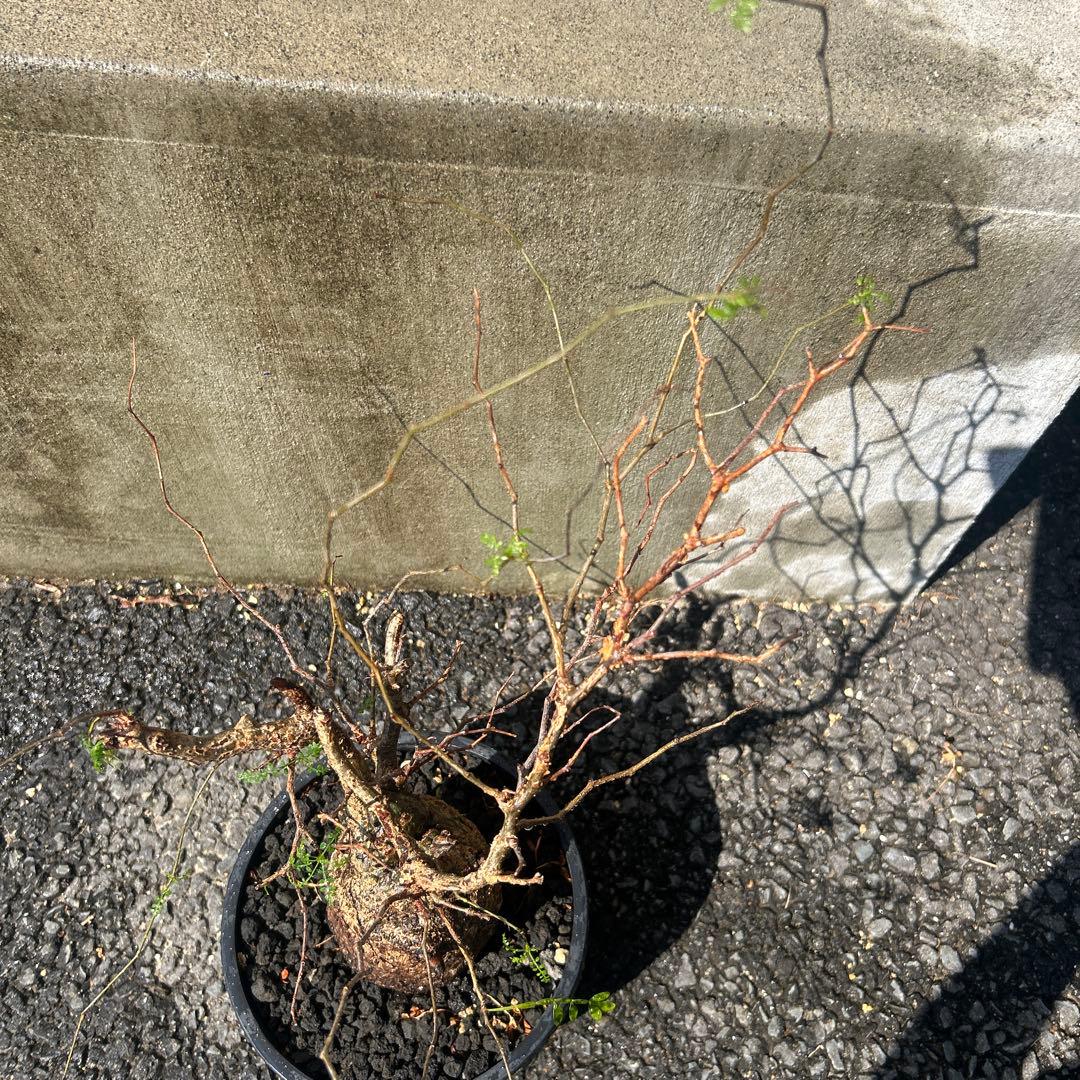 塊根植物 パキプス