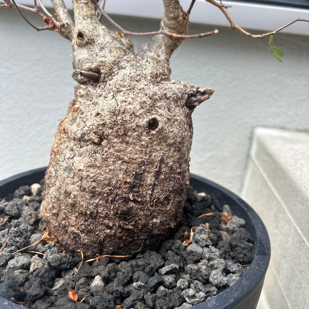 塊根植物 パキプス