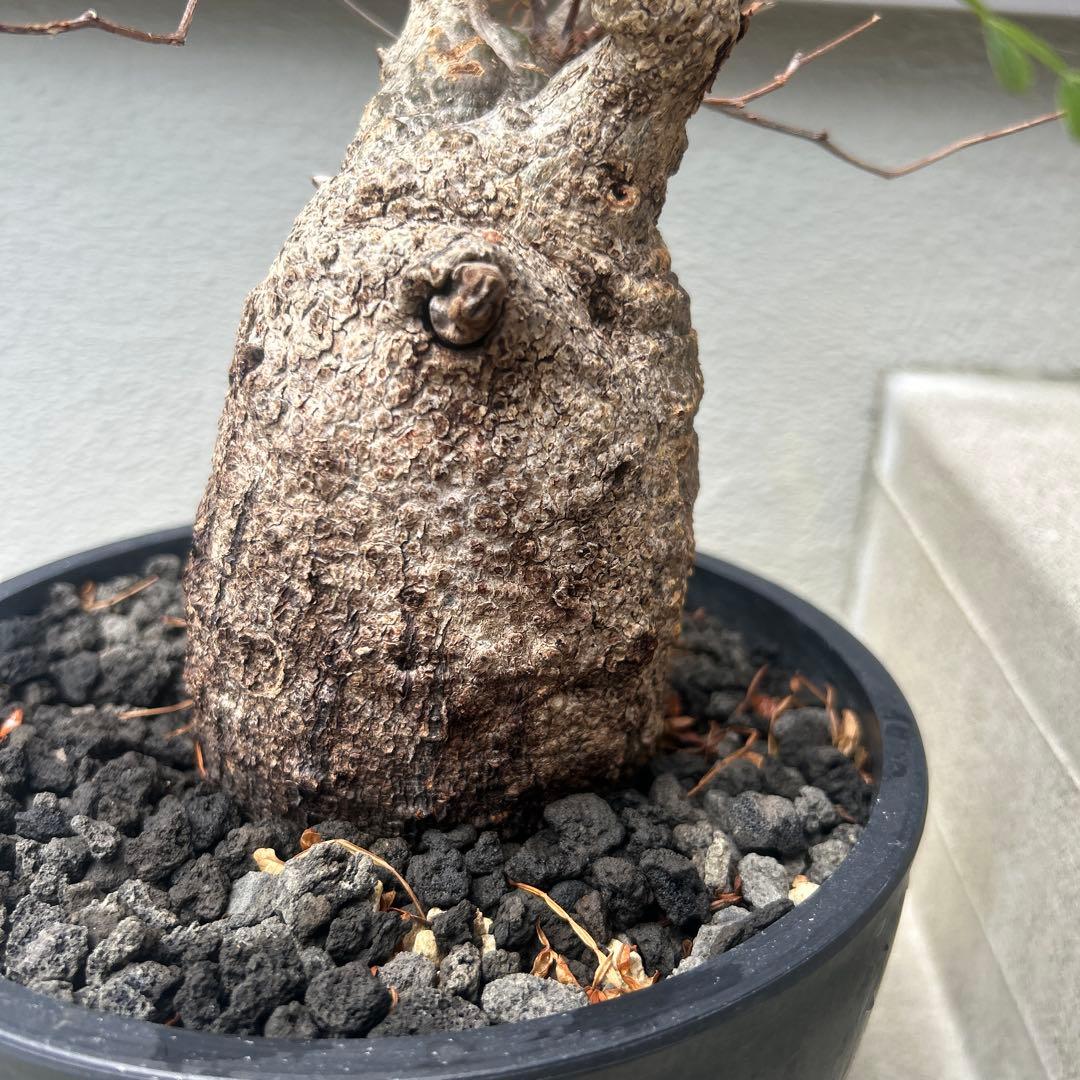 塊根植物 パキプス