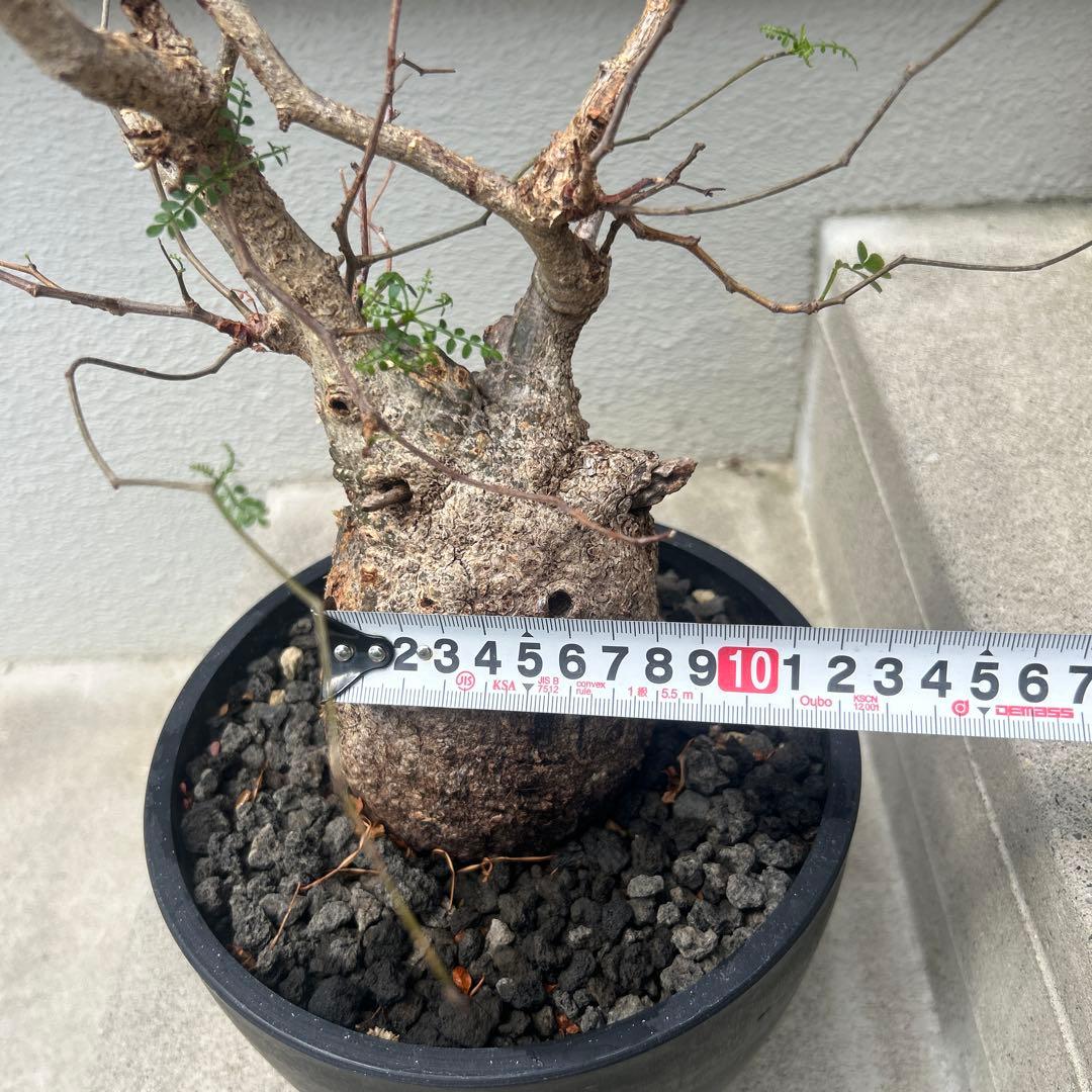 塊根植物 パキプス