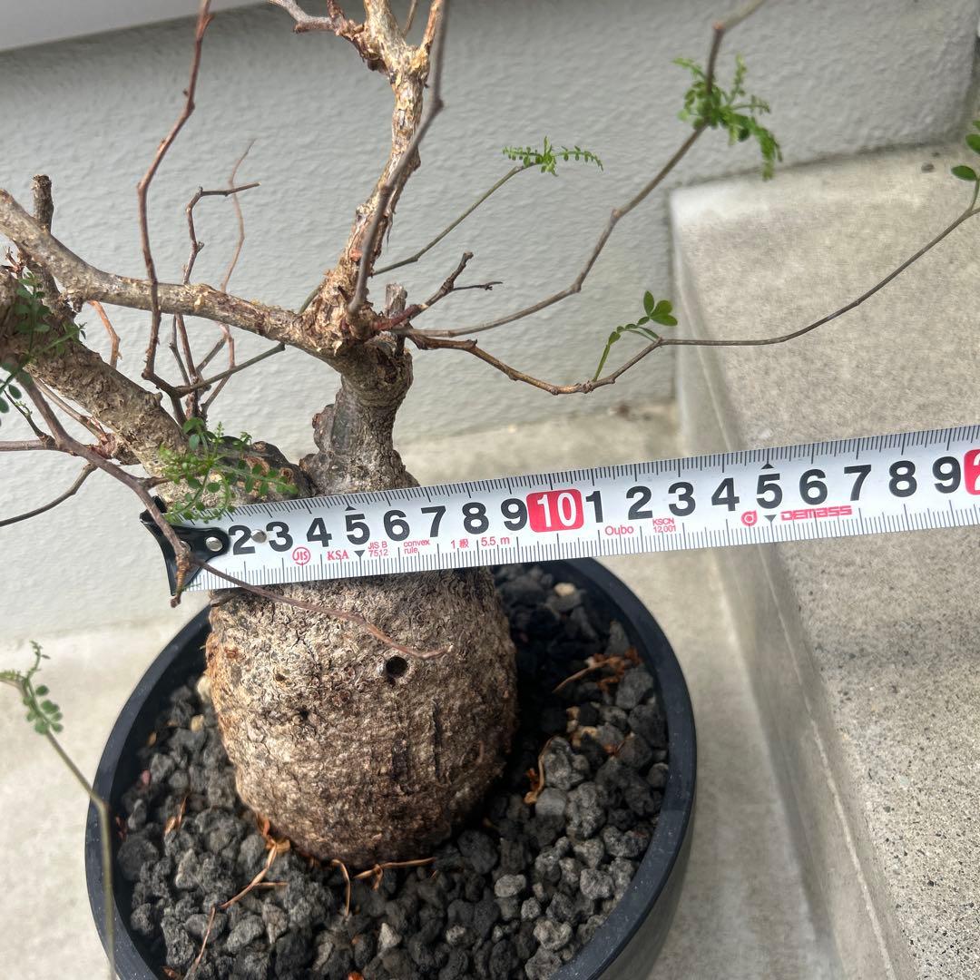 塊根植物 パキプス