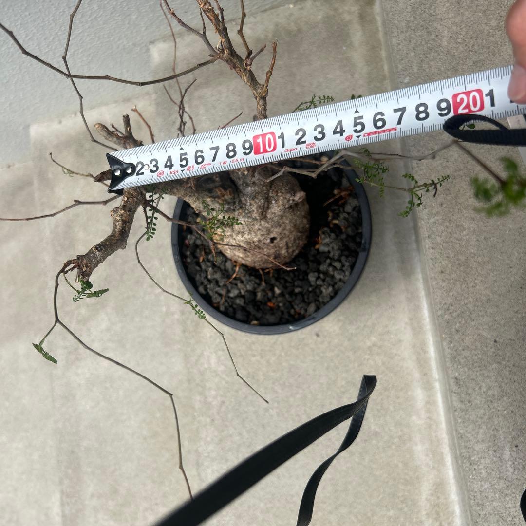 塊根植物 パキプス