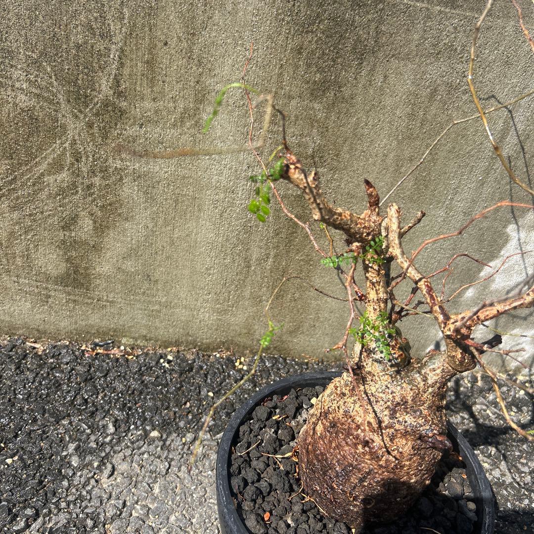 塊根植物 パキプス