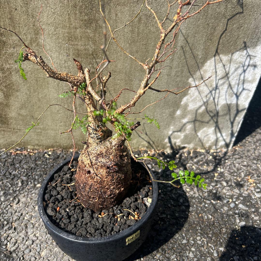 塊根植物 パキプス