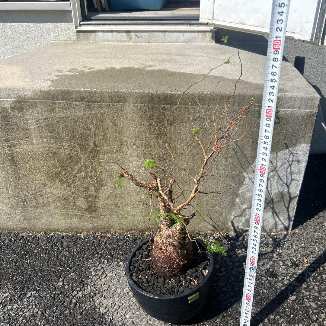 塊根植物 パキプス