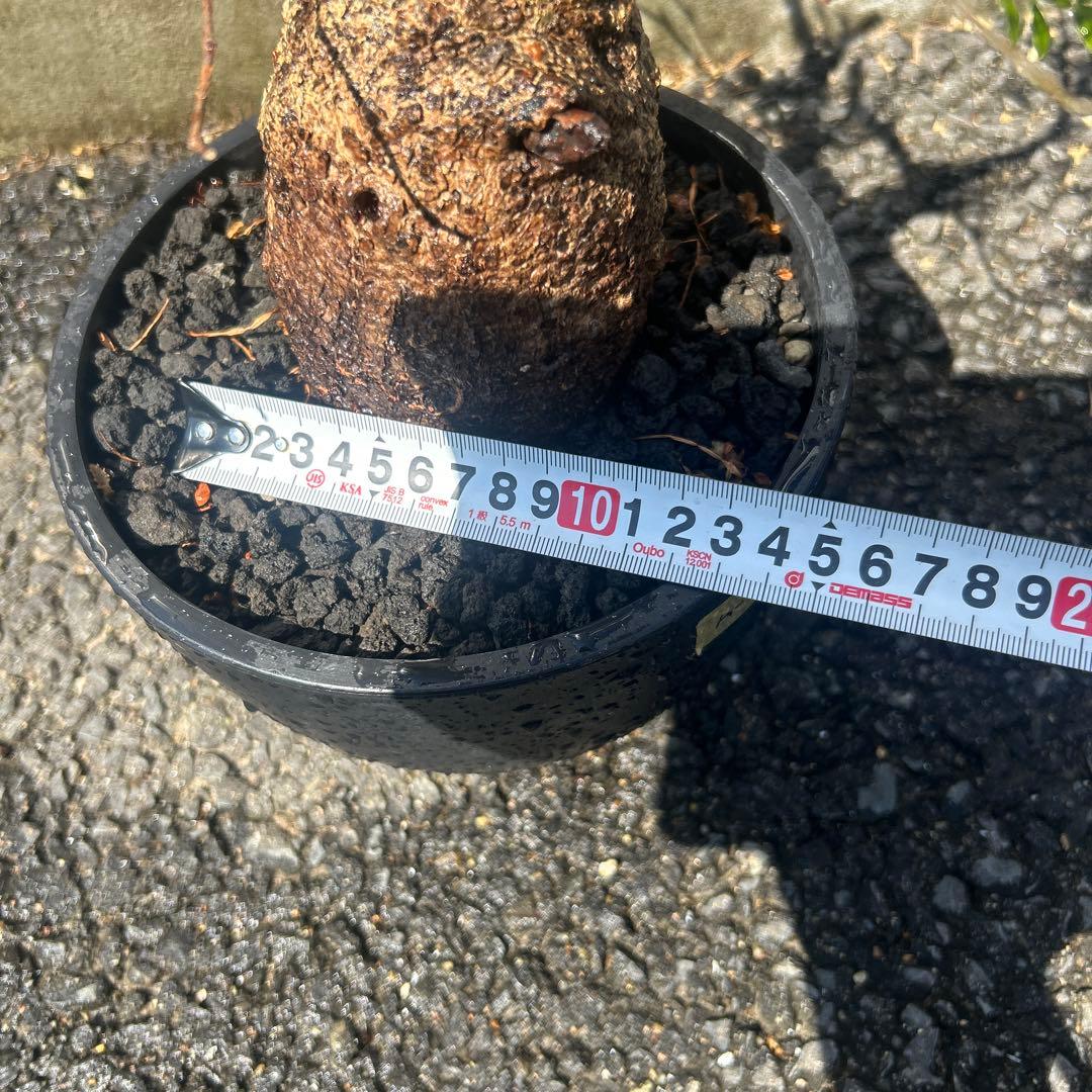 塊根植物 パキプス