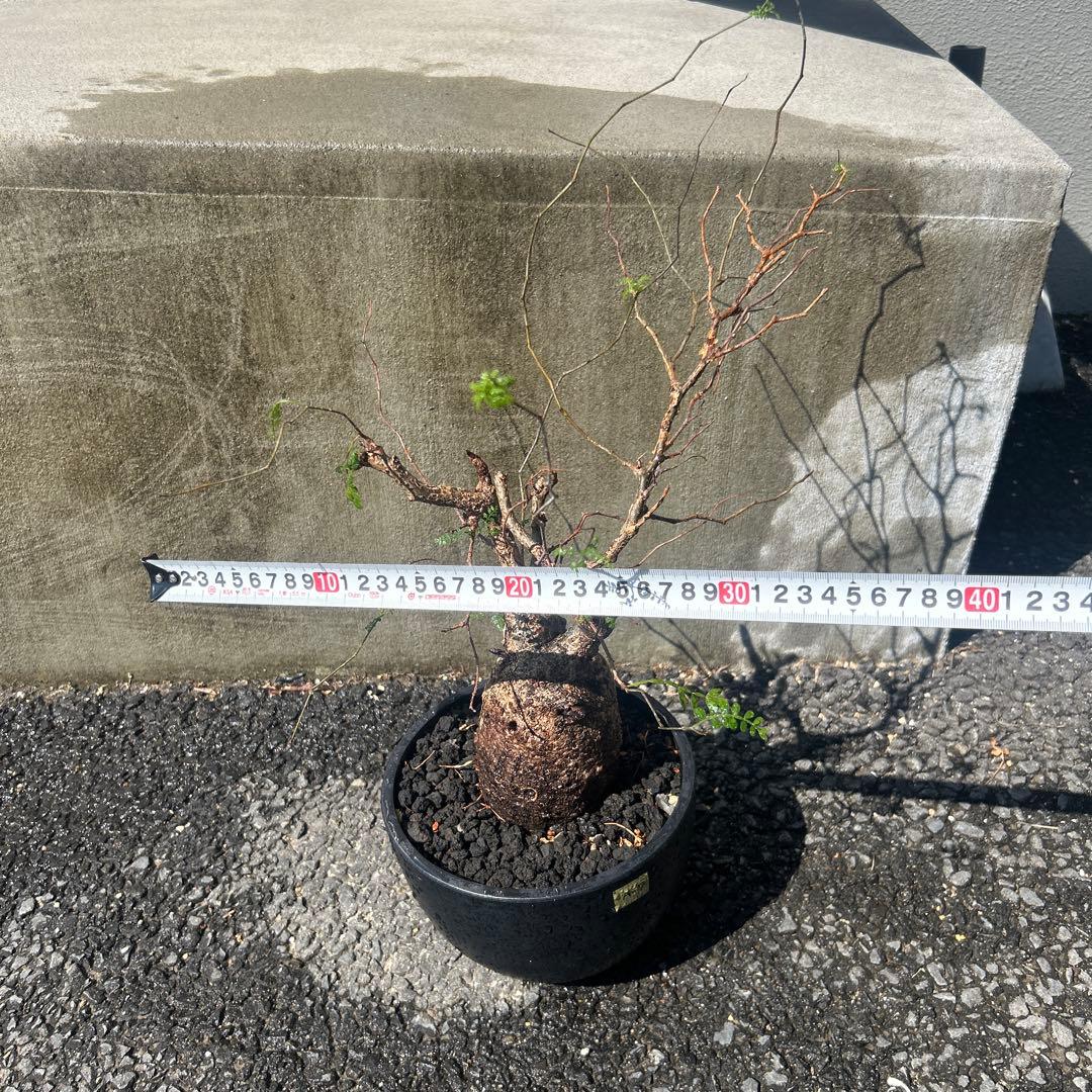 塊根植物 パキプス