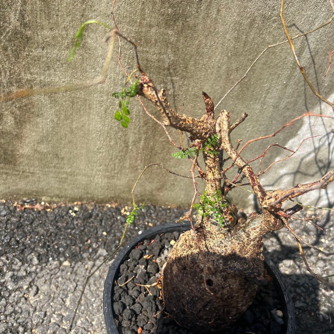 塊根植物 パキプス