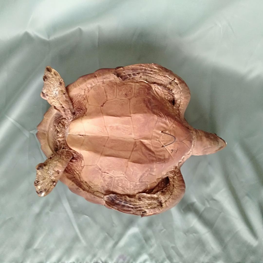 アオウミガメ剥製 「国際希少野生動植物登録票」つき - メルカリ