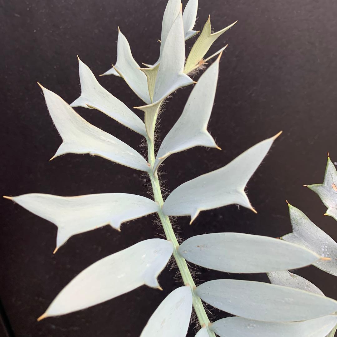 南ア産・発根済】エンセファラルトス・ホリダス 強シルバーリーフ No3