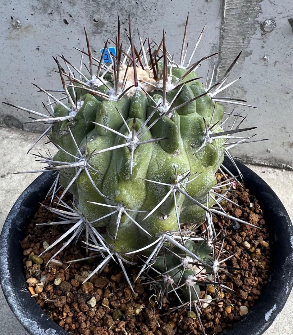 コピアポア ルペルトリス カキコ