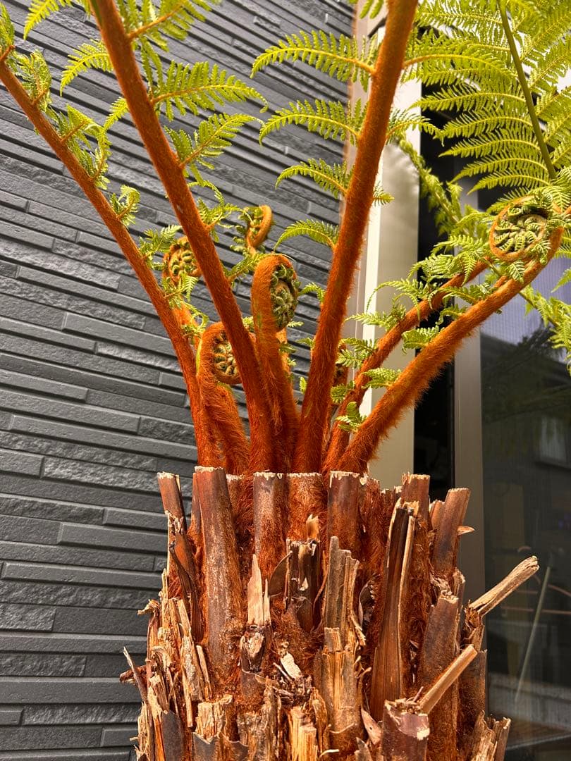 yasuさん専用　２本セット【引き取り限定】ディクソニア　タスマニア産　幹1.5