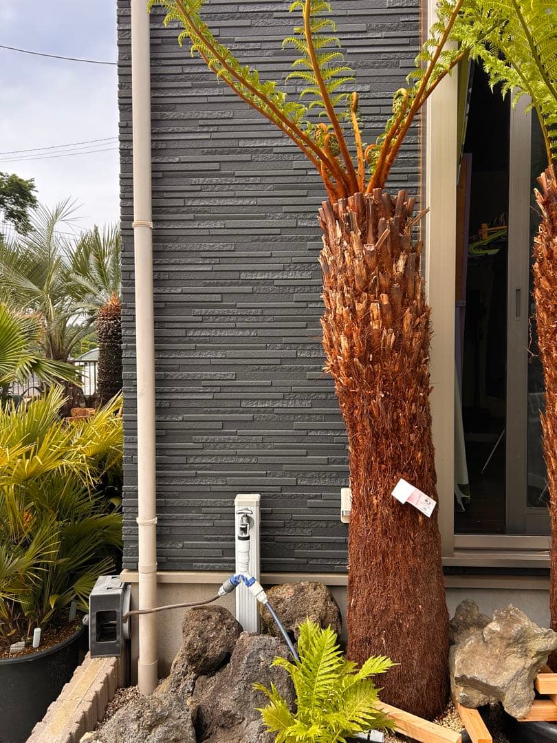 yasuさん専用　２本セット【引き取り限定】ディクソニア　タスマニア産　幹1.5