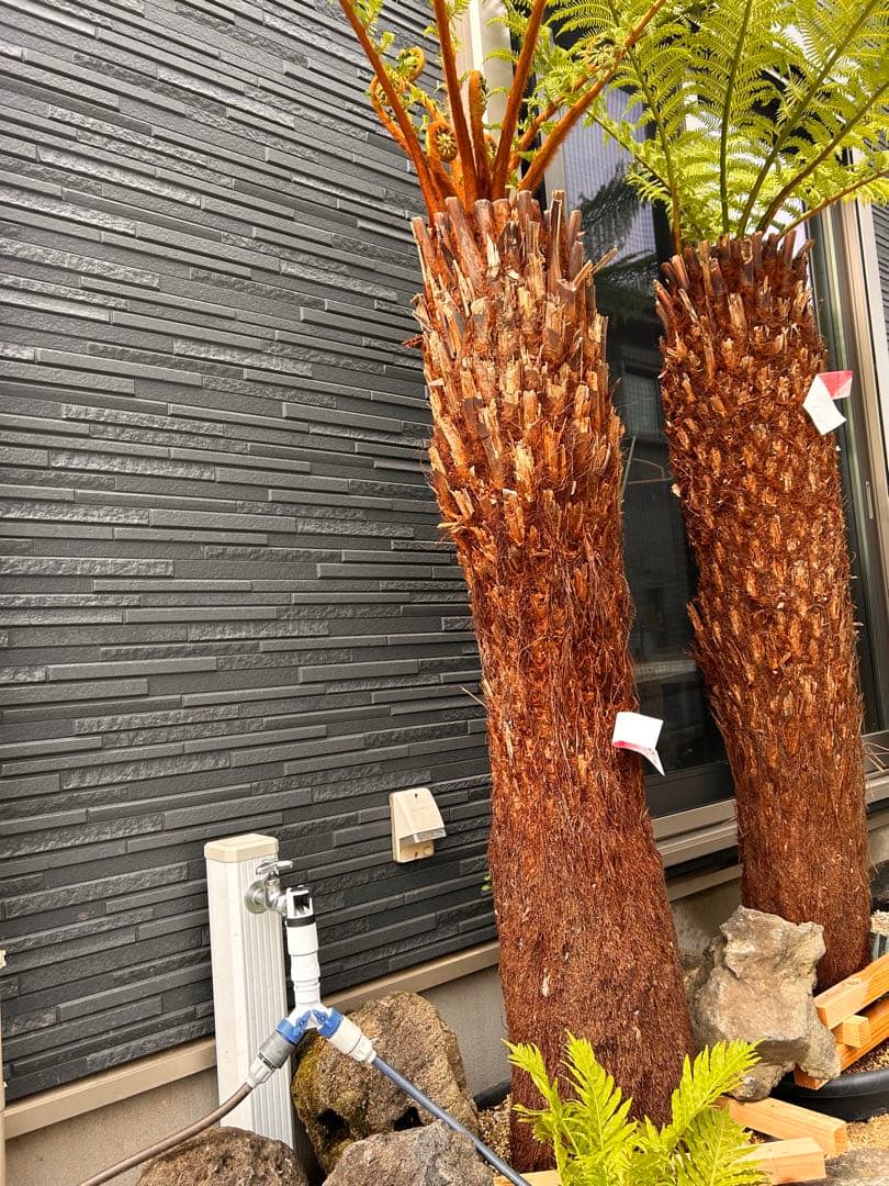 yasuさん専用　２本セット【引き取り限定】ディクソニア　タスマニア産　幹1.5