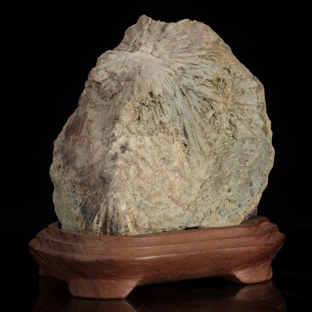 菊花石 紋石 一輪 台座付 1.4kg 鑑賞石 原石 自然石 盆石 飾石